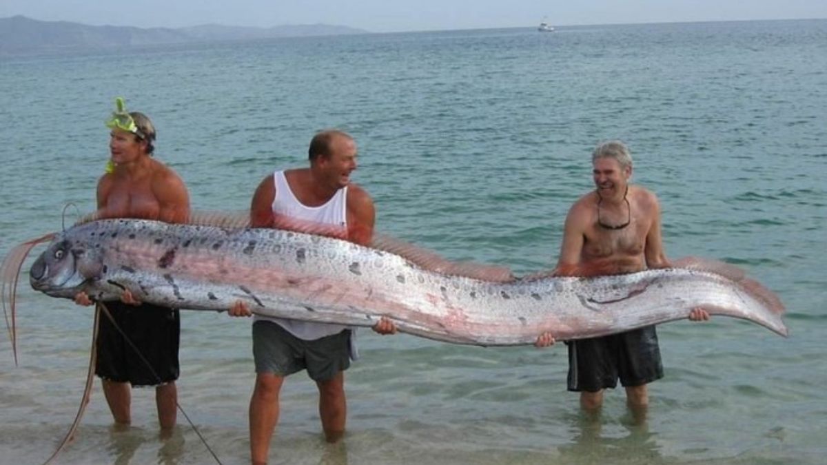 Oarfish